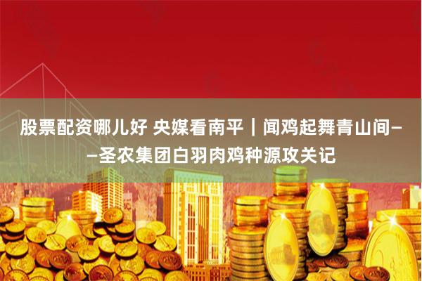 股票配资哪儿好 央媒看南平｜闻鸡起舞青山间——圣农集团白羽肉鸡种源攻关记
